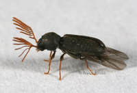 : Ptilinus ruficornis