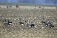 Photo of husa běločelá Anser albifrons Greated White-fronted Goose Blessgans