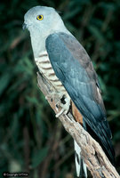 Pacific Baza