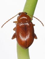 Neocrepidodera transversa