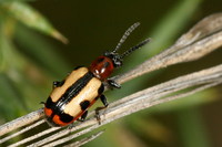 Crioceris paracenthesis