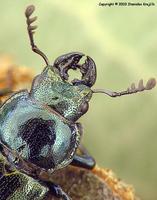 Platycerus caprea