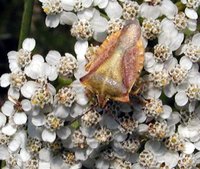 Carpocoris fuscispinus