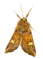 Amphipoea oculea - Ear Moth
