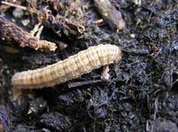 Agrotis exclamationis - Heart & Dart