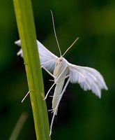 Pterophorus pentadactyla - White Plume Moth