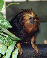 Golden-headed lion tamarin (Leontopithecus chrysomelas)