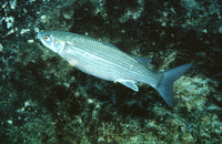 Liza aurata, Golden grey mullet: fisheries, aquaculture