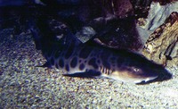 Triakis semifasciata, Leopard shark: fisheries, gamefish, aquarium