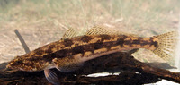 Pseudaphritis urvillii, Congolli: aquarium