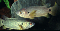 Anabas cobojius, Gangetic koi: fisheries