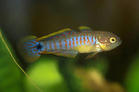 Tateurndina ocellicauda, Peacock gudgeon: aquarium