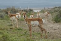 Image of: Antilocapra americana (pronghorn)