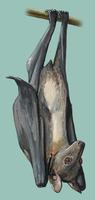 Image of: Eidolon helvum (straw-colored fruit bat)