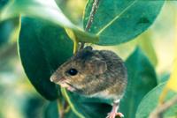 Image of: Reithrodontomys fulvescens (fulvous harvest mouse)