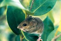 Image of: Reithrodontomys fulvescens (fulvous harvest mouse)