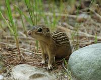 Image of: Spermophilus tridecemlineatus (thirteen-lined ground squirrel)