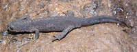 Triturus alpestris - Alpine Newt