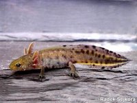 Triturus carnifex carnifex