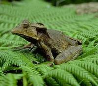 Image of: Hemiphractus johnsoni