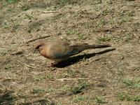 Streptopelia senegalensis - Laughing Dove