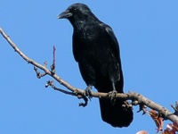 Corvus corone corone