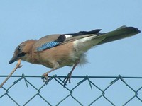 Garrulus glandarius - Jay