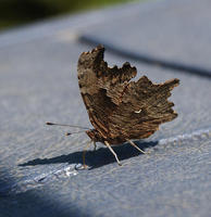 Image of: Polygonia progne (gray comma)