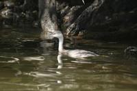 Poliocephalus poliocephalus - Hoary-headed Grebe