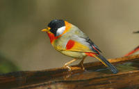 Image of: Leiothrix argentauris (silver-eared mesia)