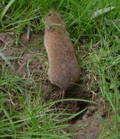 Microtus arvalis - Common Vole