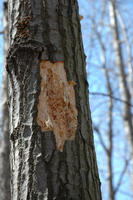 Image of: picoides (pied woodpeckers)