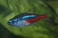 Paracheirodon innesi - Neon Tetra