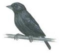 Image of: Volatinia jacarina (blue-black grassquit)