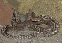 Image of: Masticophis flagellum (coachwhip)