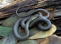 Image of: Philodryas patagoniensis