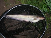 Silurus glanis