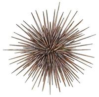 Image of: Echinocyamus pusillus