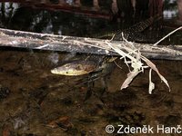 Varanus salvator - Common Water Monitor