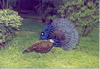 Palawan Peacock Pheasant - Polyplectron napoleonis