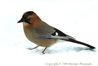 Eurasian Jay - Garrulus glandarius