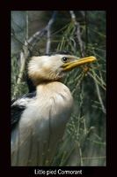 Little pied Cormorant