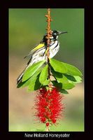 New Holland Honeyeater