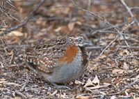 Madagascar Buttonquail (Turnix nigricollis) photo