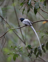 Madagascar Paradise-Flycatcher (Terpsiphone mutata) photo