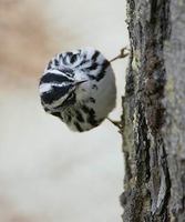 Black-and-white Warbler (Mniotilta varia) photo