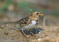 Harris's Sparrow (Zonotrichia querula) photo