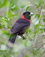 Crimson-collared Grosbeak (Rhodothraupis celaeno) photo