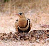 Painted Sandgrouse - Pterocles indicus