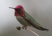 Anna's Hummingbird - Calypte anna